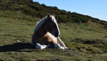 gite du puy mary-cantal-animaux-chevaux-equitation (3)