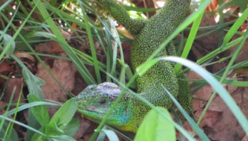 gite du puy mary -cantal-animaux-lezard