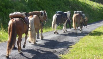 gite du puy mary-cantal-balade equitation (3)